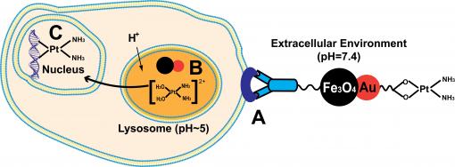 - A unique, dumbbell-shaped twin nanoparticle created by Brown University chemists targets a class of breast cancer cells known as Her-2 tumor cells.